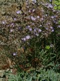 Limonium contortirameum